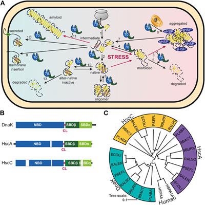 The Hsp70-Chaperone Machines in Bacteria